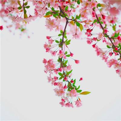 鸭脖app下载app下载